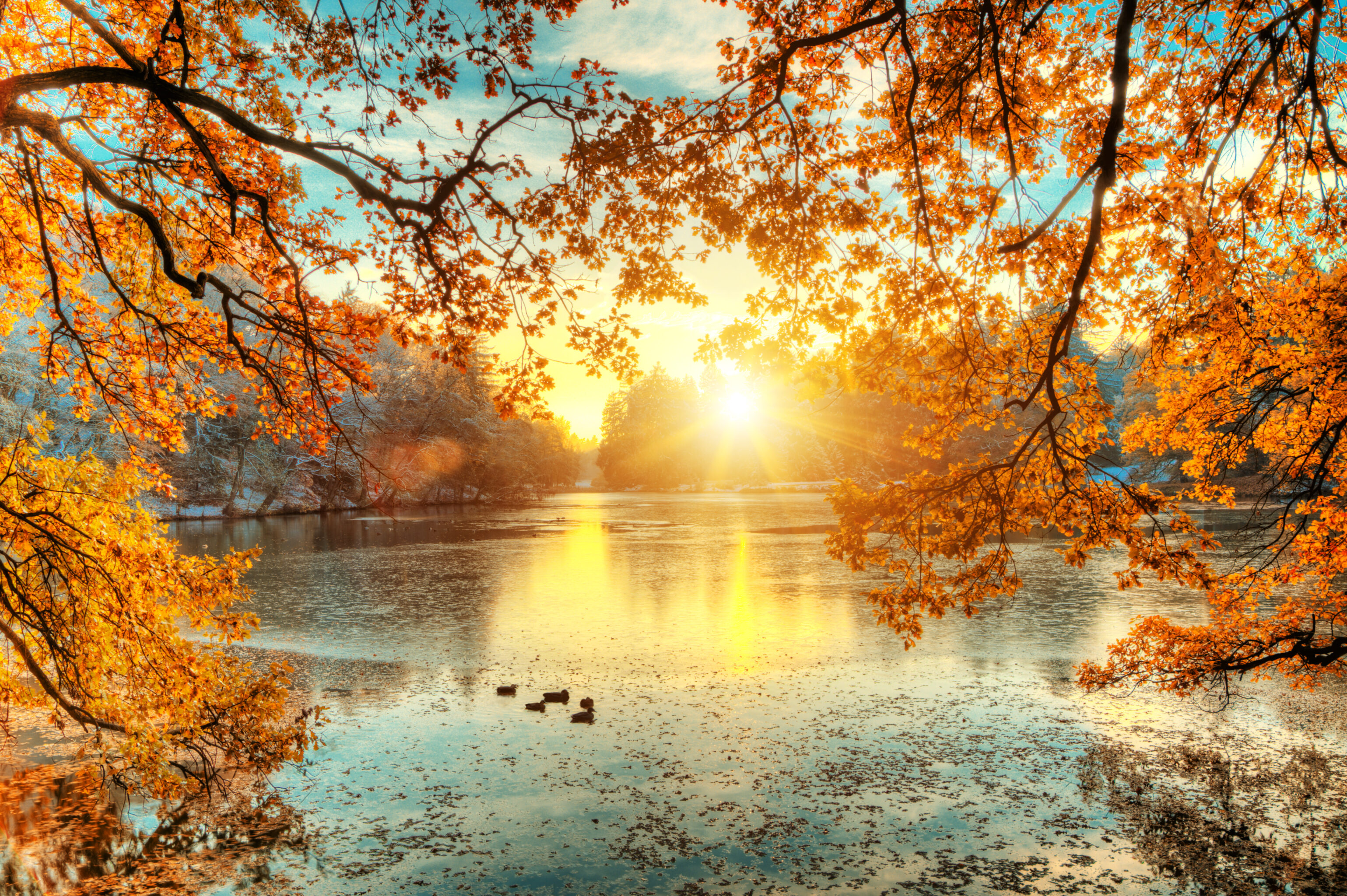 Panorama Blick auf See und Enten im Herbstwald