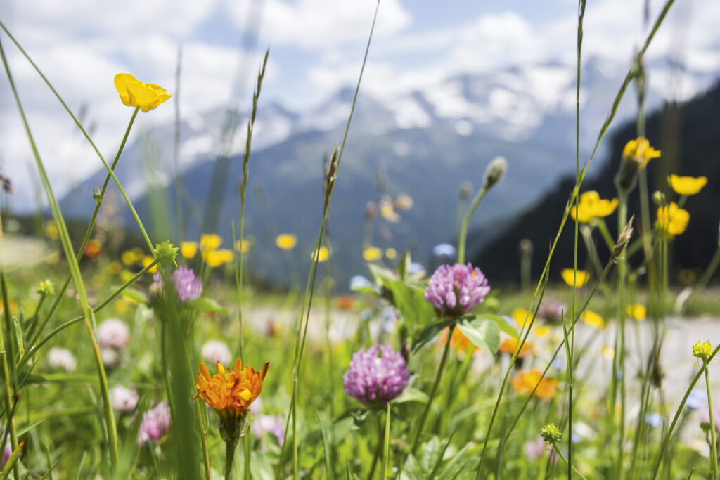 A flower-filled meadow with a view of the Alps in the background