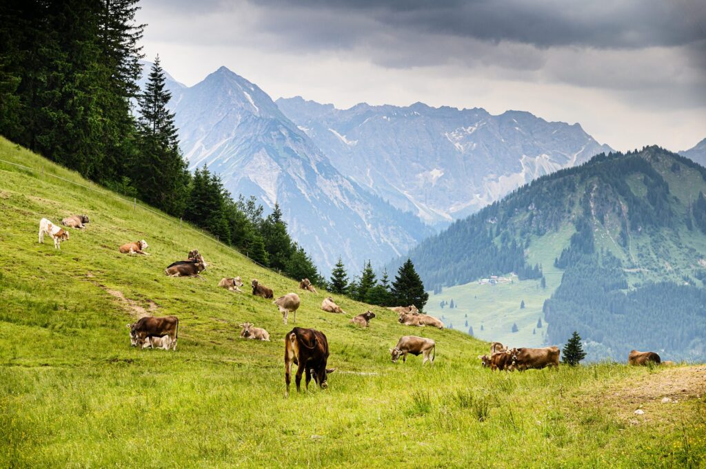 Kühe auf der Alm vor den Allgäuer Bergen