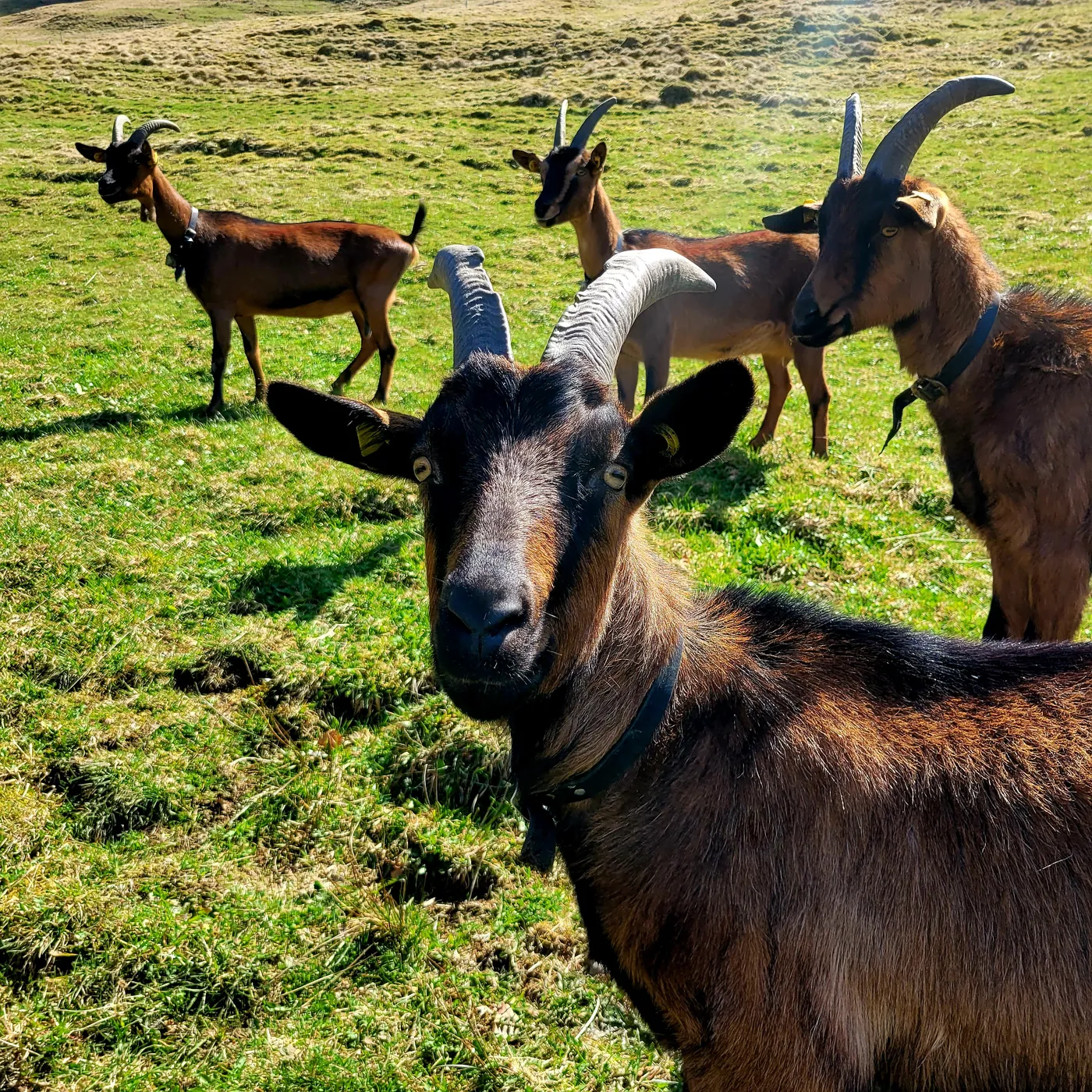 Kleine Gipfelstürmer in Bad Hindelang