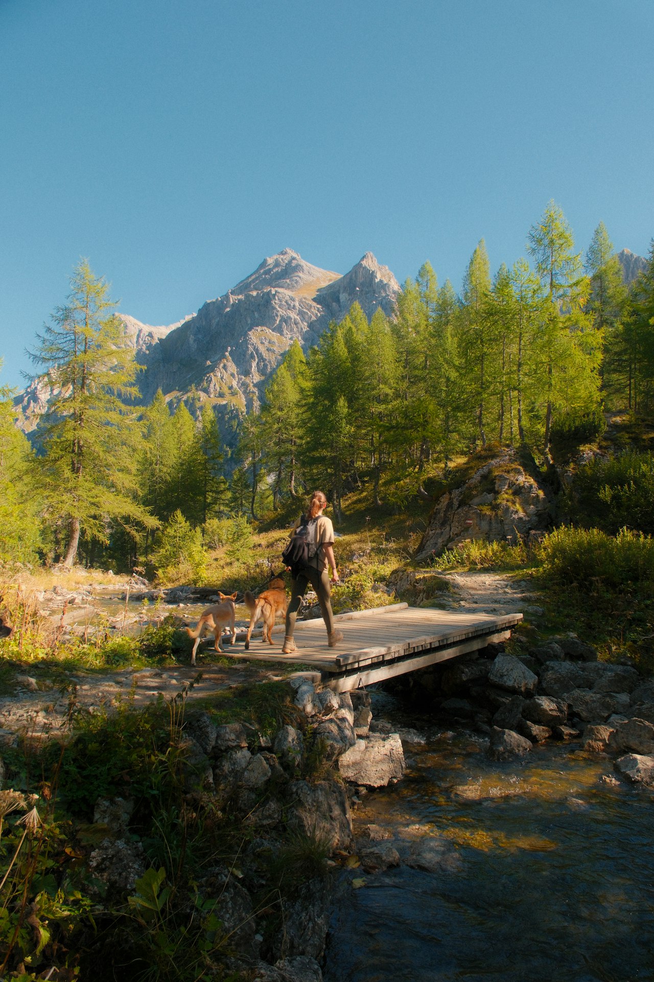 Wanderin mit zwei Hunden überquert eine Holzbrücke in einem Bergtal mit Lärchenwald