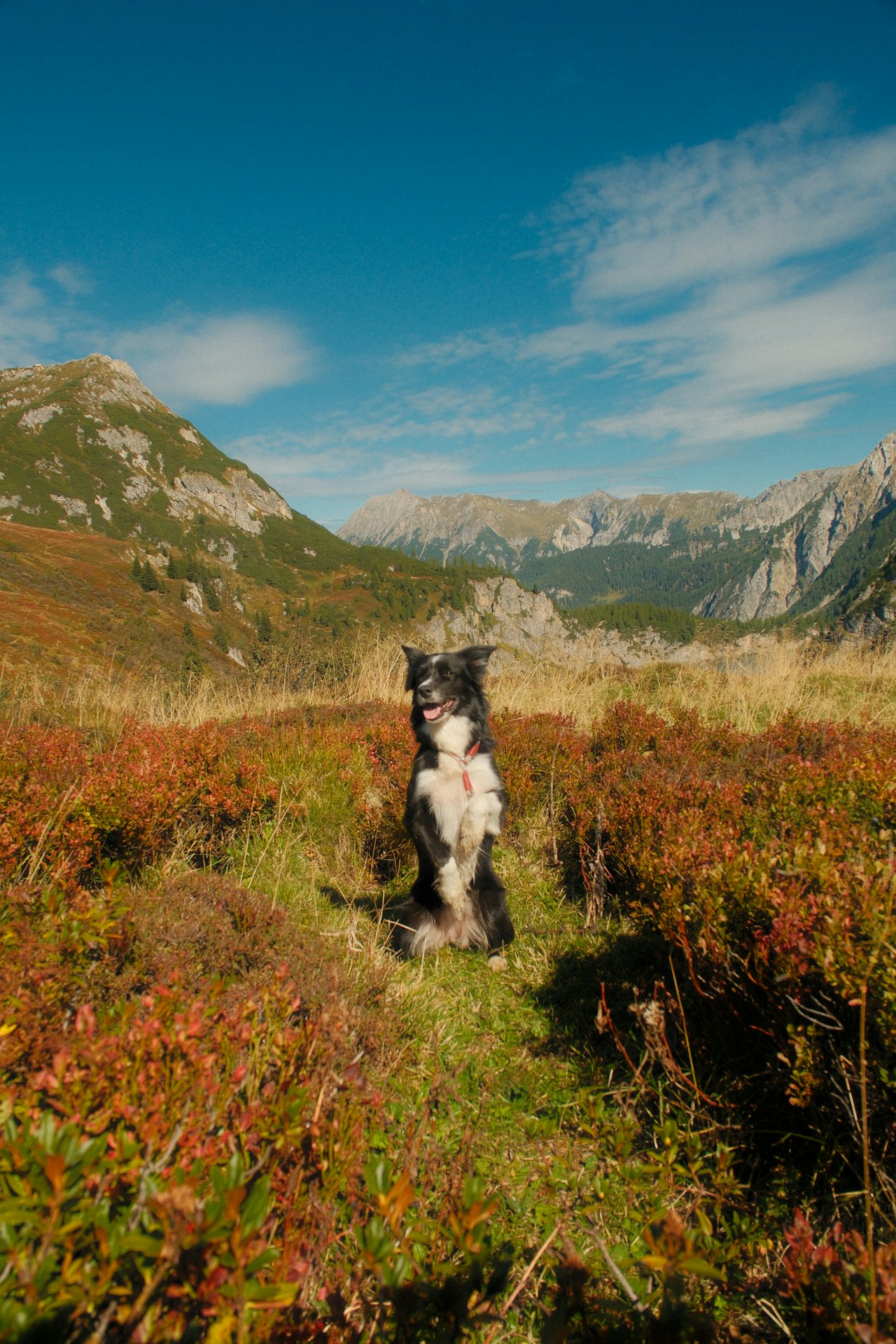 Schwarz-weißer Border Collie sitzt auf einer herbstlich gefärbten Bergwiese, dahinter Felsgipfel
