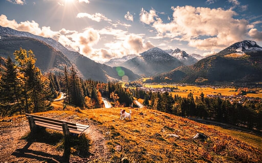 Kleiner Hund auf einer herbstlichen Bergwiese mit Holzbank, Blick über das Tal auf die Allgäuer Alpen
