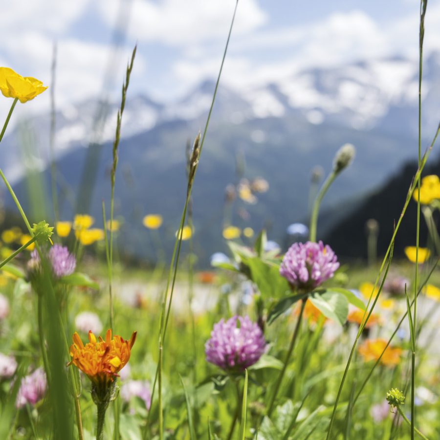 Blumenwiese mit Alpenpanorama im Hintegrund