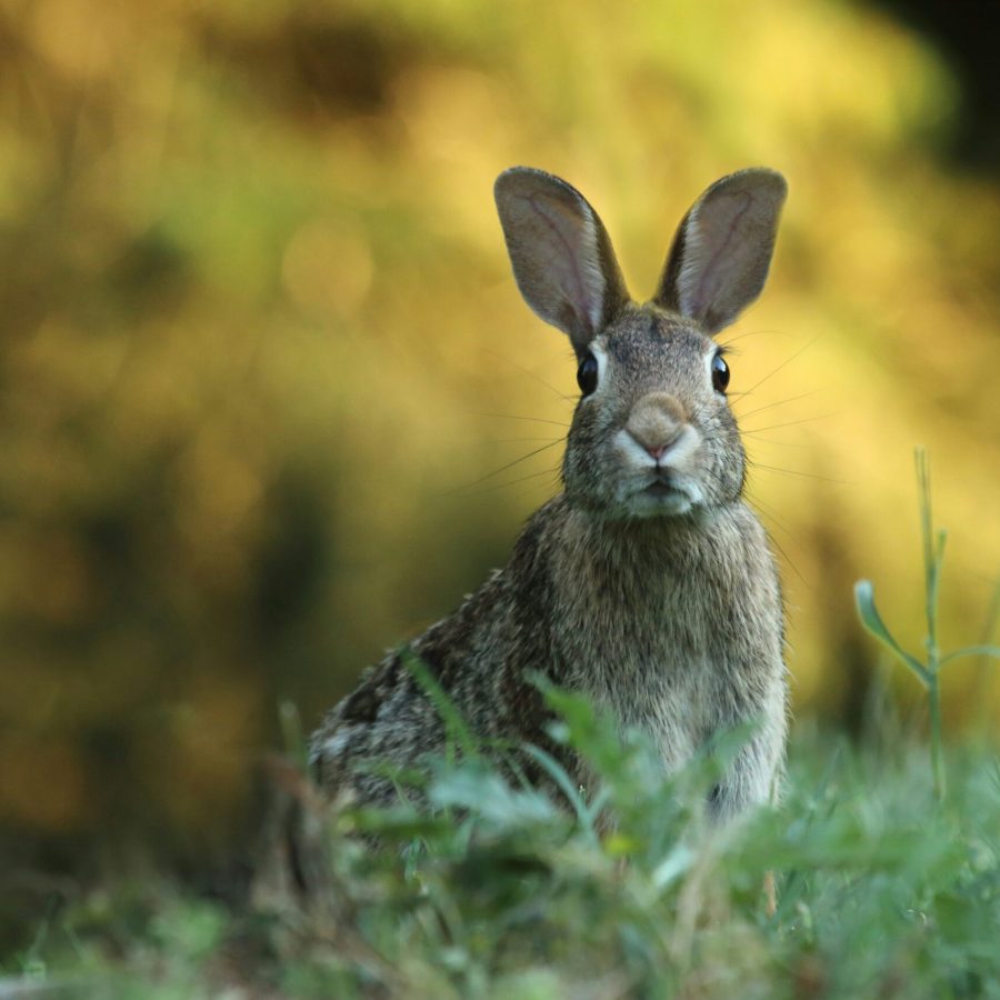 "Oster"Hase auf einer Blumenwiese